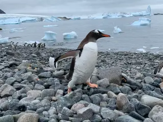 Genetic analysis splits gentoo penguin into four species, revealing hidden Antarctic lineage