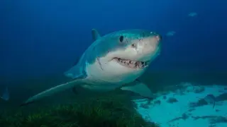 Sharks Unveiled: Nine Astonishing Facts, From Maths to Jazz