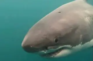 Circular bites unlock offshore mating clues for great white sharks