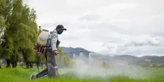 Weed Killer Picloram May Explain Surge in Young Colorectal Cancer