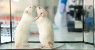 Rats show helping behavior, but chocolate twist fuels empathy debate