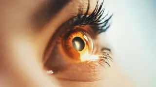 Gene Therapy Restores Damaged Retinal Connections in Dogs, Offering Hope for Human Vision Loss