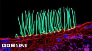 Nikon Disqualifies Microscopy Winner After AI Fabrication Scandal