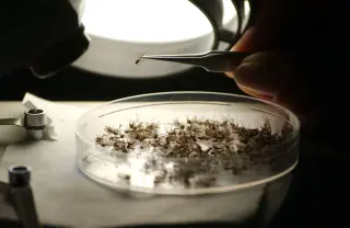 Massachusetts records fifth West Nile virus case this season