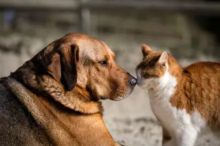 Ancient kinship: how dogs and cats evolved from a shared carnivore ancestor