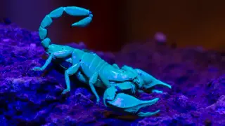 Scorpion weapons reshaped by metals: zinc at tips, iron and manganese along the rest