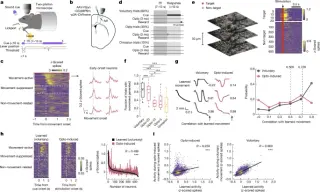 UC San Diego Study Shows 20 Neurons Can Trigger Learned Movements in Mice