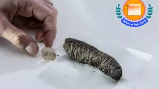Virtual Unwrapping Delivers a Stoic Scroll from Herculaneum
