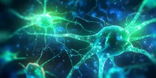 Brain's fuel system rebalances within weeks after stopping heavy drinking