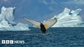 Giant Whales Flock to Ice-Free East Greenland as Sea Ice Recedes