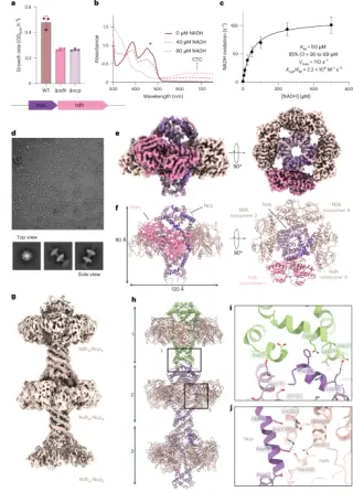 Quinone-Transporting Filaments Extend Respiration in Gram-Positive Bacteria