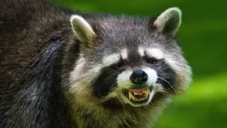Rabid raccoon bites New Jersey man; investigators seek second animal