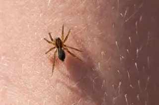 Lakeside Spider Bite Triggers Weeks-Long Health Crisis for Kansas Mom
