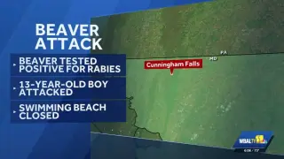 Rabies Confirmed in Beaver Involved in Cunningham Falls Attack