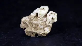 Oldest known drug use traced to 25,000-year betel nut habit
