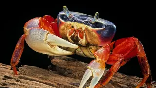 One Evolution, One Gait: The Crab Walk That Shaped True Crabs