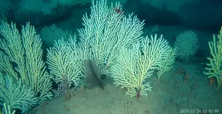 Benin's long-lost deep-sea reef found thriving after decades