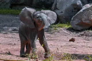 Myth-Busting: Elephants Don’t Fear Mice—They’re Just Cautious