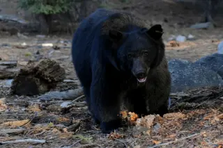 Bear Breaks Into Kentucky Home, Steals Leftover KFC While Woman Sleeps