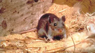 Climate shifts fuel hantavirus surge across Argentina