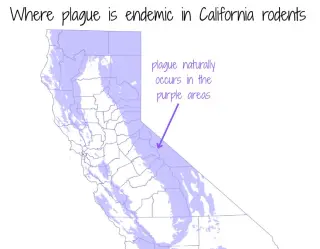 California faces early flu surge, record West Nile cases, and plague context