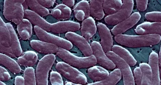 Florida marks 2026's first Vibrio vulnificus death as health officials warn about ocean and shellfish risks