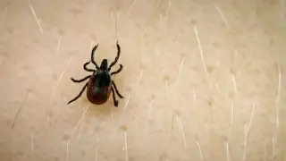 Illinois Parks Among U.S. Tick-Bite Risk Hotspots as Alpha-Gal Syndrome Cases Rise