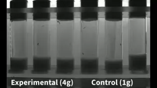Fruit Flies Survive and Adapt Under Extreme Gravity