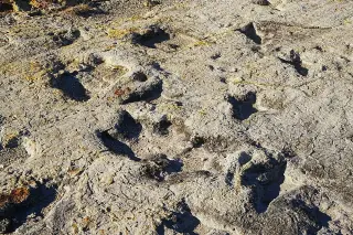 Footprints Through Time: Five US State Parks Guard Dinosaur Tracks