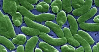 Coastal Vibrio Outbreak Claims Five Lives in Louisiana