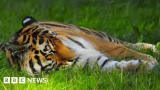 Fatal Tiger Attack at Yorkshire Wildlife Park Prompts Closure and Investigation