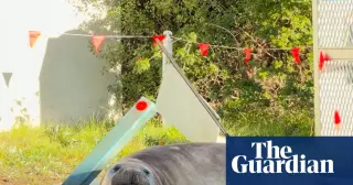 Neil the 1,000-kilogram seal turns a Tasmanian town into his playground