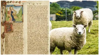 Ancient parchments reveal 3,700-year saga of the sheeppox virus