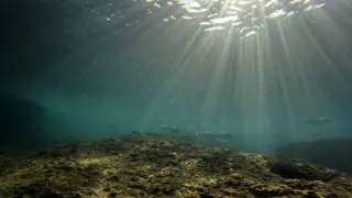 Europe's seas hit record heat as climate change endangers marine life