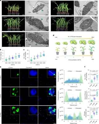 Maize plastoglobules orchestrate nitrogen use via a nitrite-to-glutamine metabolon