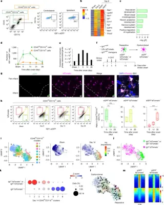 Keeping brain-repairing microglia active post-stroke enhances recovery