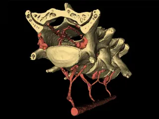 Movements May Help Your Brain Clean Itself Through a Buried Hydraulic Mechanism