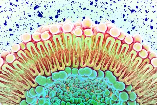 Membrane lipids can lock EGFR in constant growth mode, MIT study shows