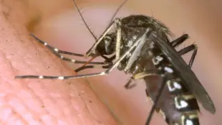 Florida Counties Declare Emergency as Dengue Cases Reach 190