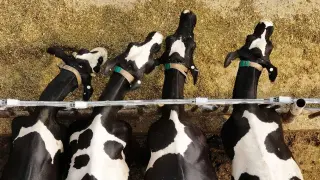Bird flu triggers emergency in Box Elder County’s dairy industry