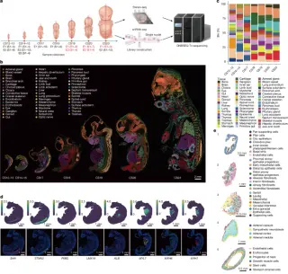 Spatial atlas reveals how human organs begin to form after gastrulation