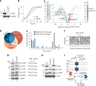 One-amino-acid trimming stabilizes mitochondrial protein complexes