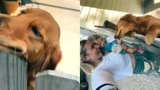 Fence Greeting: Dolly Mae the Golden Retriever Welcomes Family with Pure Joy