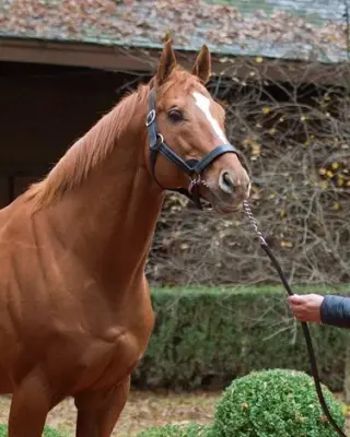 Curlin Sires Derby Champion: Golden Tempo Edges to Kentucky Derby Victory
