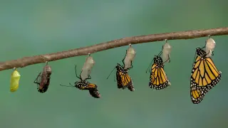 New Study Suggests Evolution Drifts Toward Robustness, Not Randomness