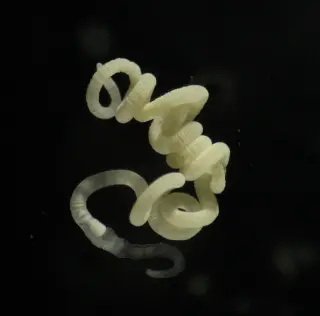 Animals beyond microbes can digest bioplastics, revealing a hidden carbon diet
