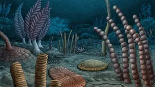 Canadian fossil cache suggests complex animals began earlier than we thought
