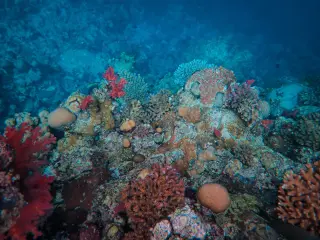 Ancient oceans suffocated by heat; today’s warming echoes a deadly drop in ocean oxygen