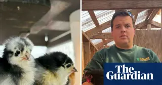 Mass Cull, Soaring Costs: A Connecticut Poultry Farm's Bird Flu Nightmare