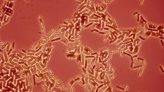 Pets May Help Spread Hospital-Grade Drug-Resistant Bacteria